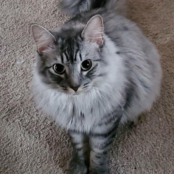 Meet your Posher, It’s my - Picture 1 of 1